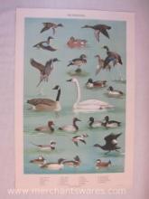 Pennsylvania Game Commission Water Fowl Poster Print, artwork by Ned Smith 1964, 20" x 30.5", Penna