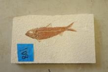 Small Fish Fossil