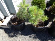 (2) Long Needle Pine Trees Ready To Be Transplanted, (2 X BID PRICE)