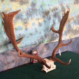 Nice Set of Fallow Deer Antlers