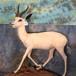 African White Springbuck Gazelle Full Body Wall or Floor Taxidermy Mount