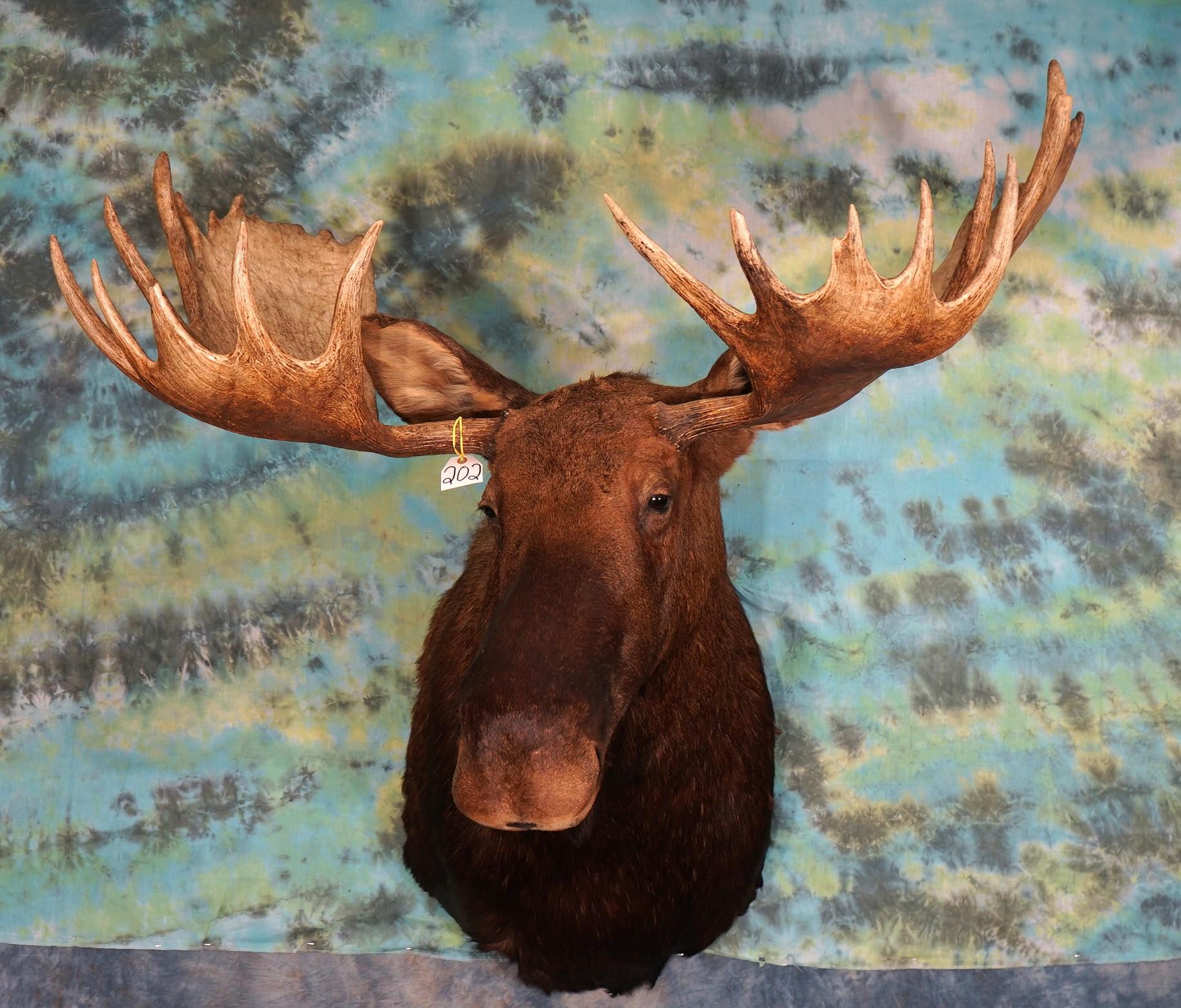 Boone & Crockett Canadian Moose Shoulder Taxidermy Mount