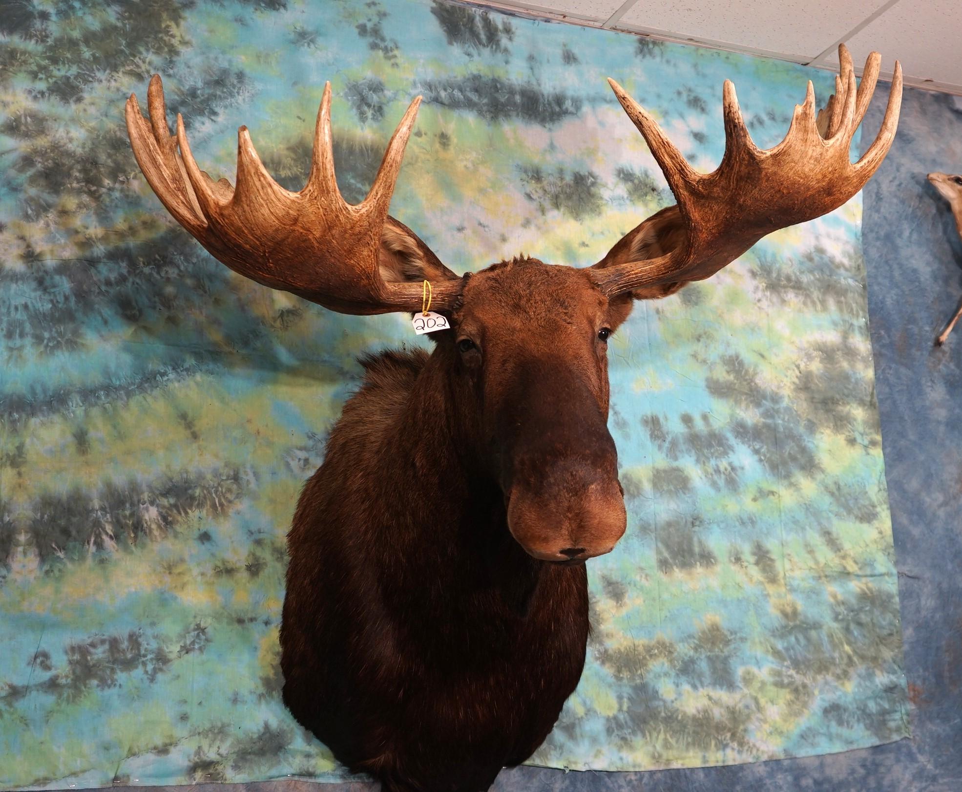 Boone & Crockett Canadian Moose Shoulder Taxidermy Mount