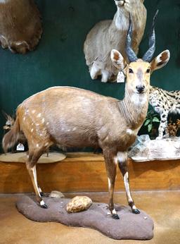 African Cape Bushbuck Full Body Taxidermy Mount