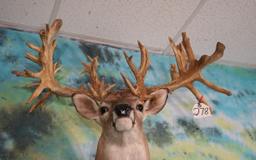 Madusa # 2 66pts. 285+ gross Monster Missouri Whitetail Deer Shoulder Taxidermy Mount
