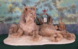 Canadian Lynx Full Body Taxidermy Mount