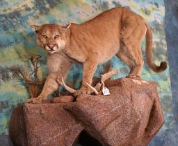 Awesome Full Body Mountain Lion Taxidermy Mount