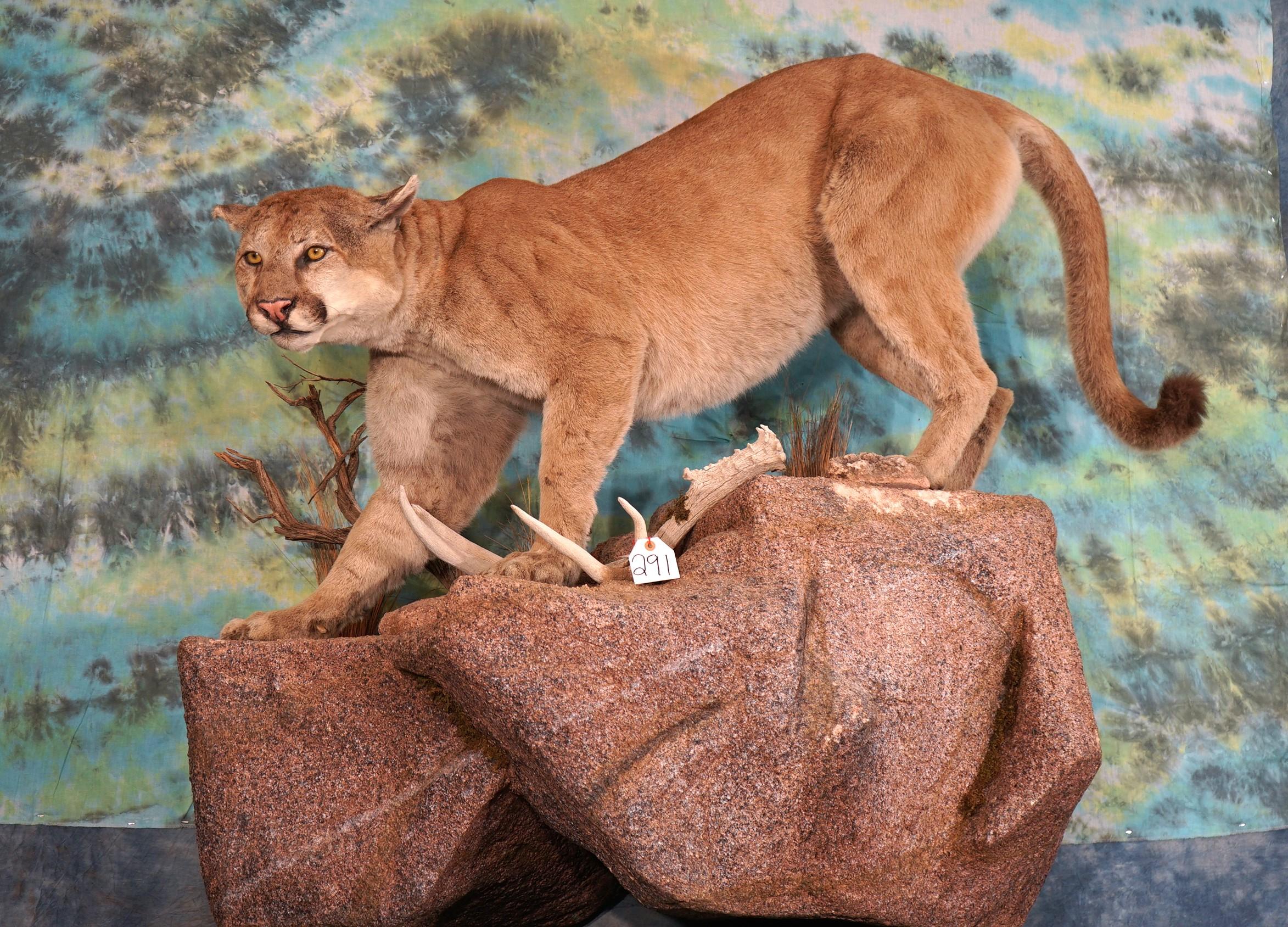 Awesome Full Body Mountain Lion Taxidermy Mount