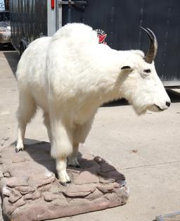 Full Body Rocky Mountain Goat Taxidermy Mount