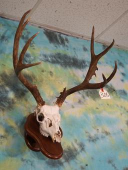 Mule Deer Skull Taxidermy Mount