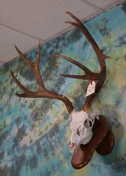 Mule Deer Skull Taxidermy Mount