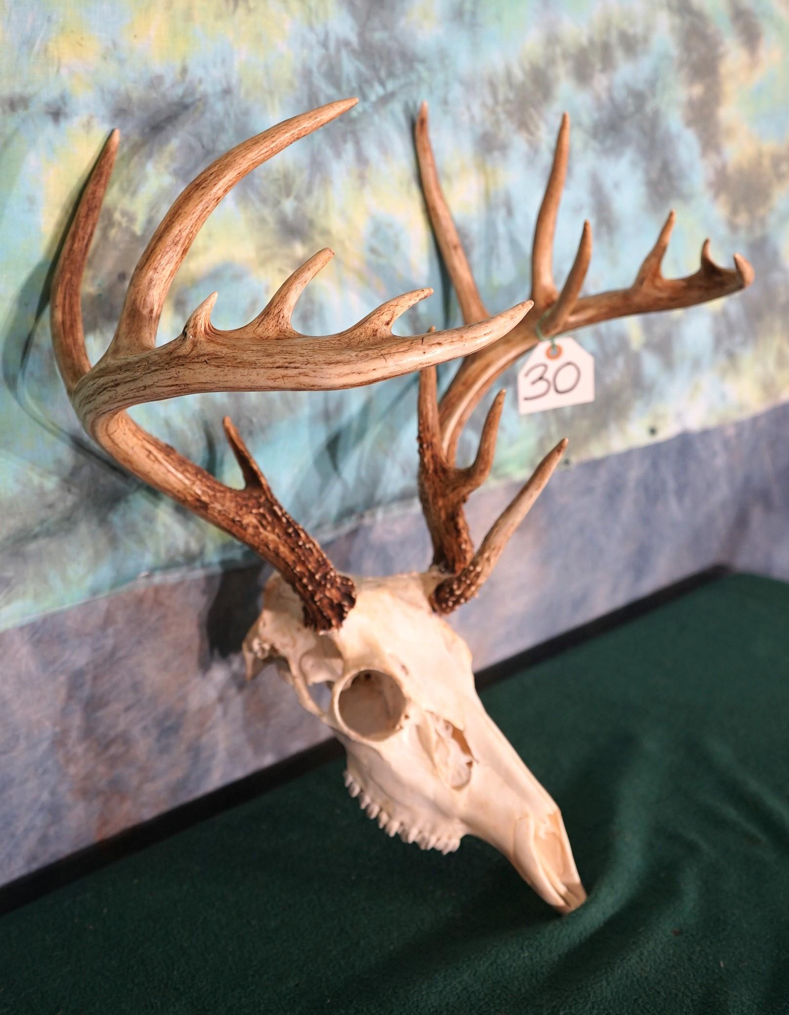 9 x 7 Non-Typical Whitetail Deer Skull Taxidermy
