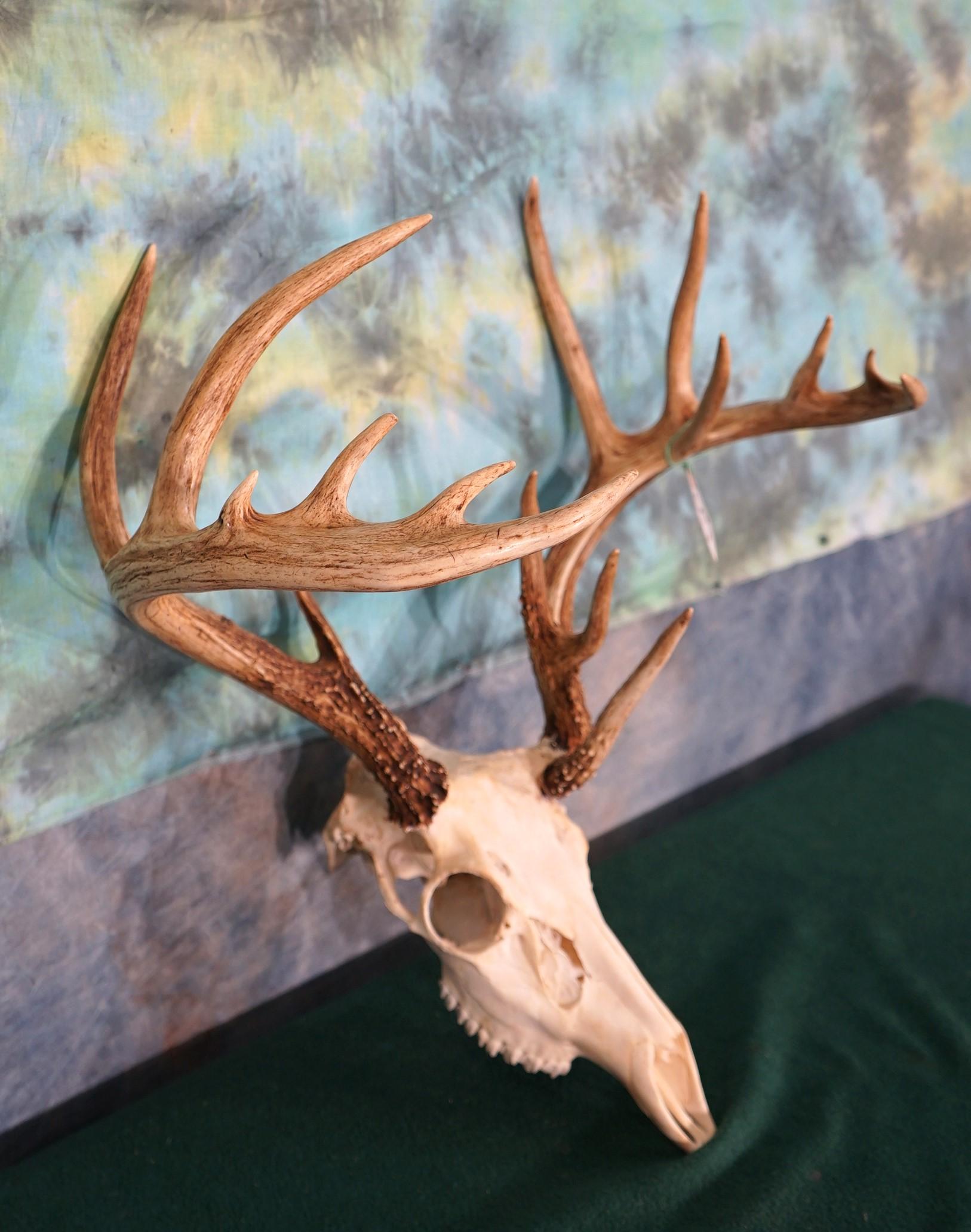 9 x 7 Non-Typical Whitetail Deer Skull Taxidermy