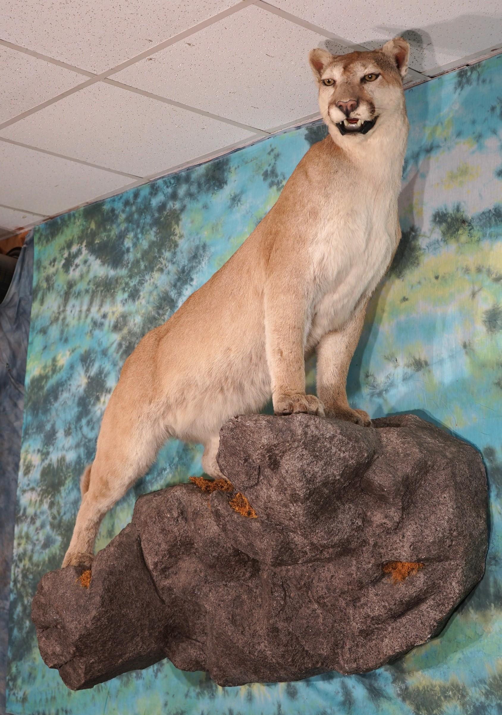 Extra Large Mountain Lion Full Body Taxidermy Mount