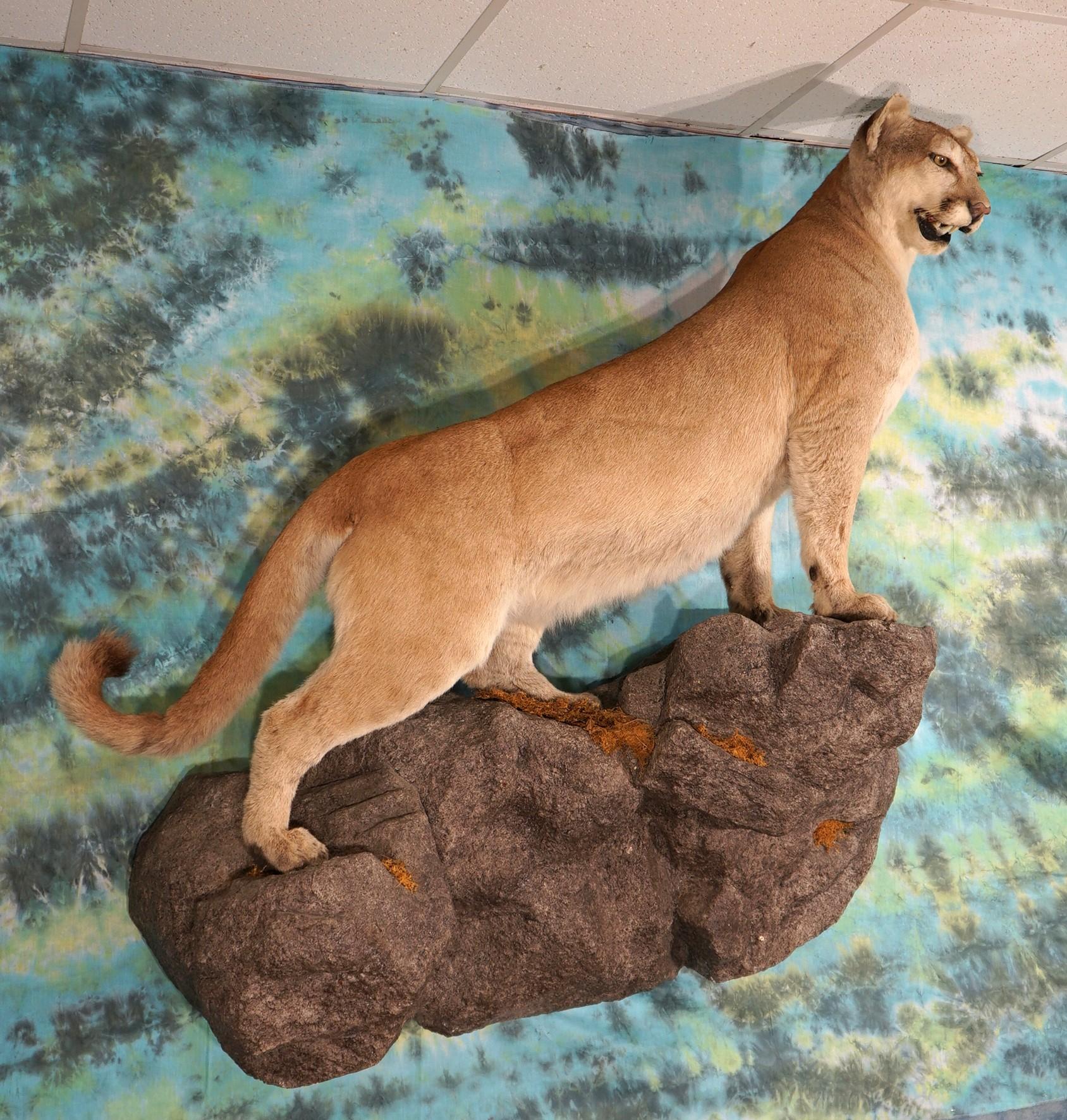 Extra Large Mountain Lion Full Body Taxidermy Mount