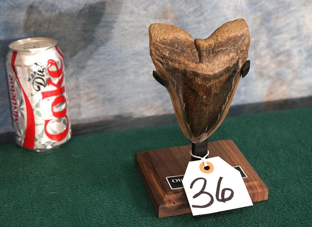Beautiful, Highly Polished Megalodon, "Prehistoric Shark" Tooth on Display Stand
