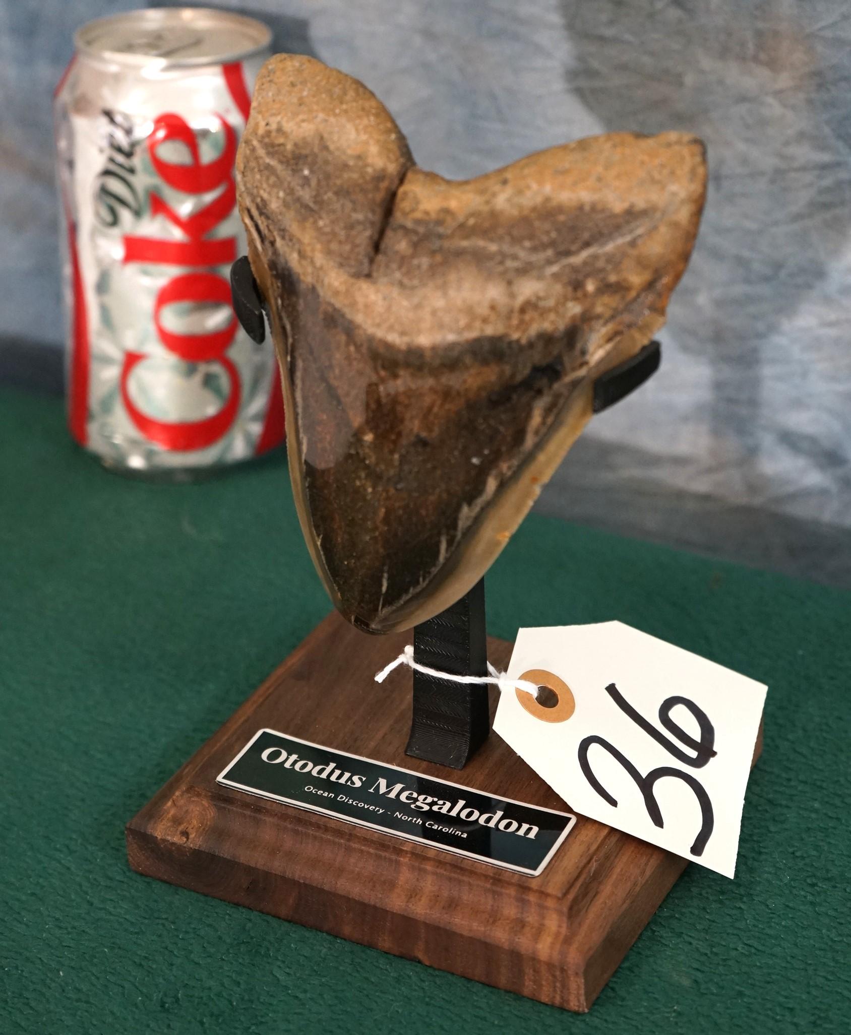 Beautiful, Highly Polished Megalodon, "Prehistoric Shark" Tooth on Display Stand