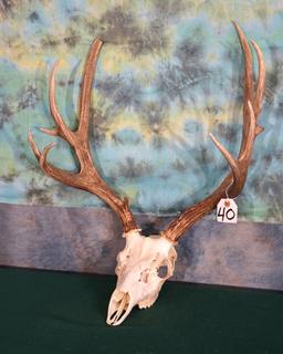 Good Wyoming Mule Deer Skull Taxidermy