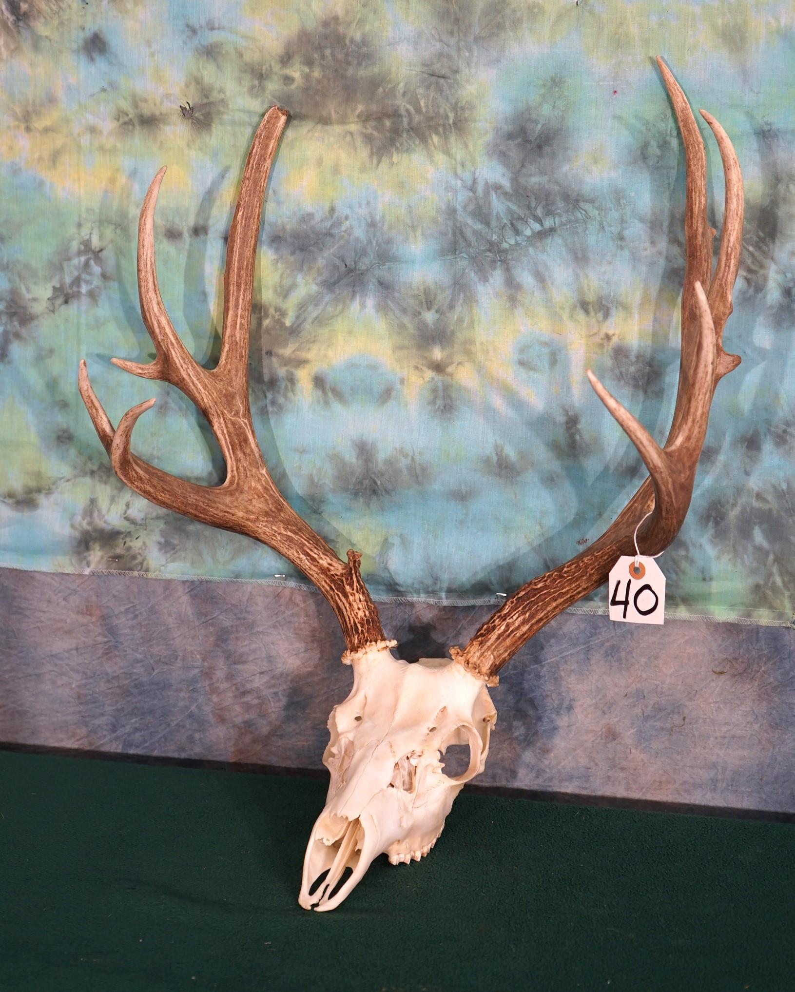 Good Wyoming Mule Deer Skull Taxidermy