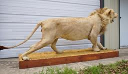 Full Body African Lion Taxidermy Mount **Texas Residents Only!**