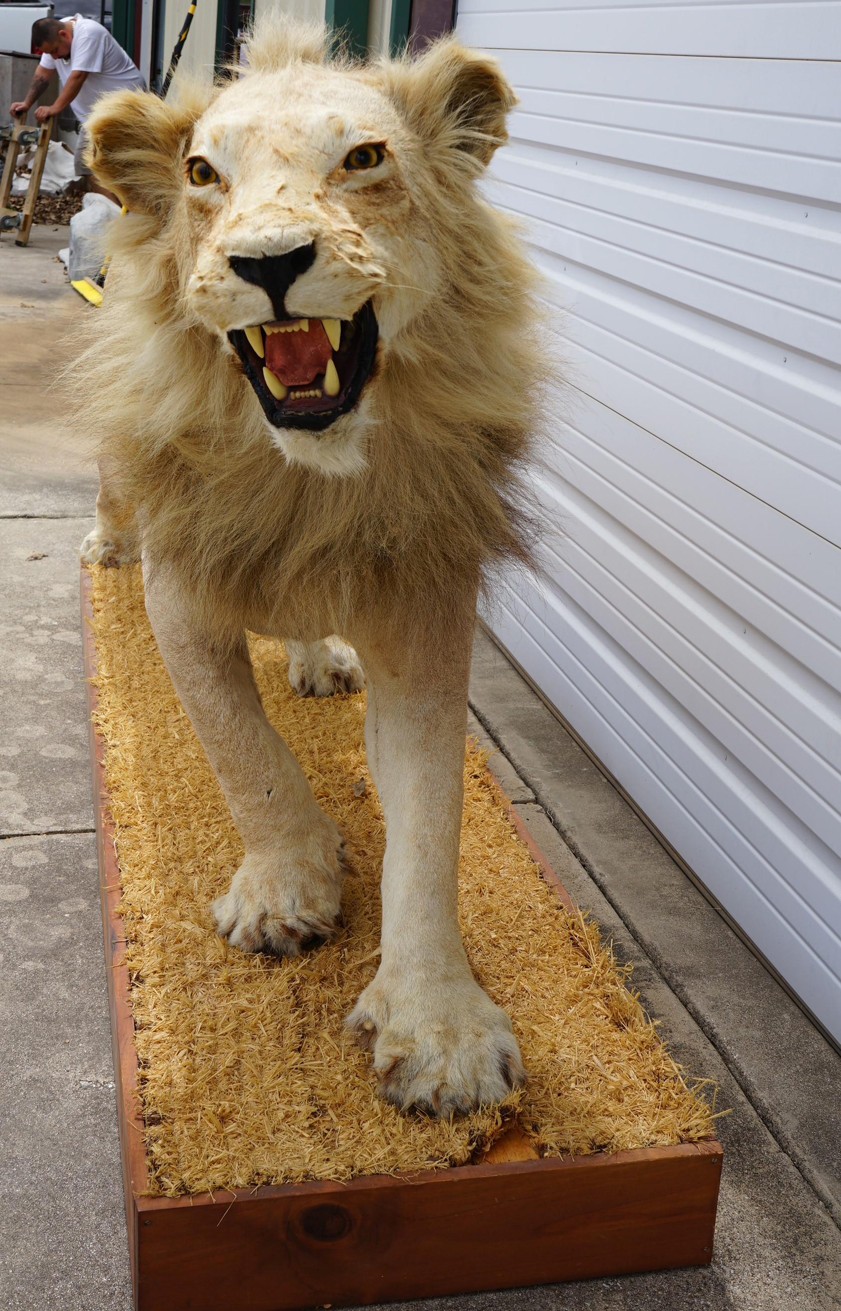 Full Body African Lion Taxidermy Mount **Texas Residents Only!**
