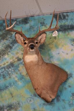 8pt. Whitetail Deer offset Shoulder Taxidermy Mount