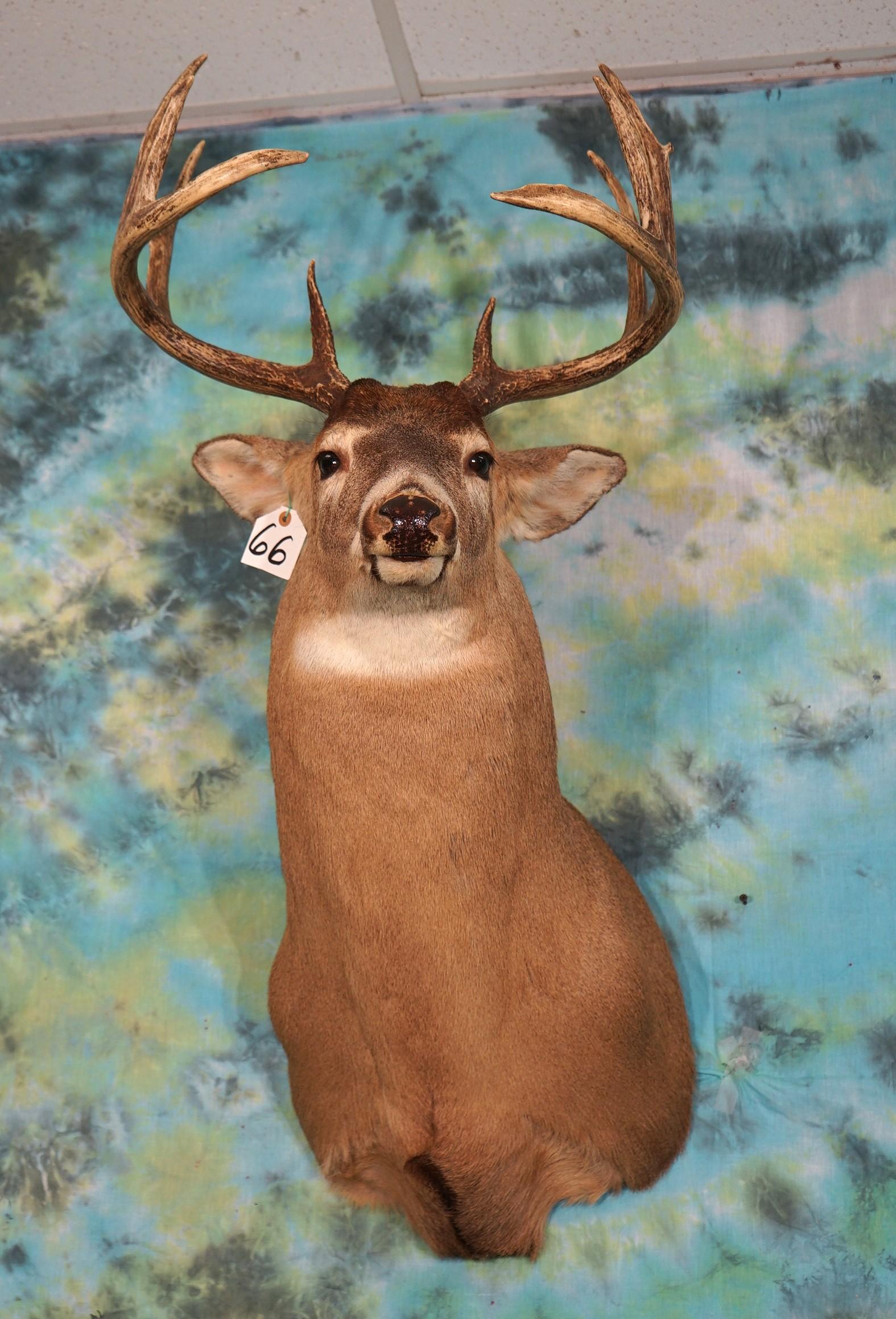 Canadian 10pt. Whitetail Deer Shoulder Mount Taxidermy