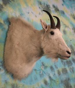 Rocky Mountain Goat Shoulder Mount Taxidermy