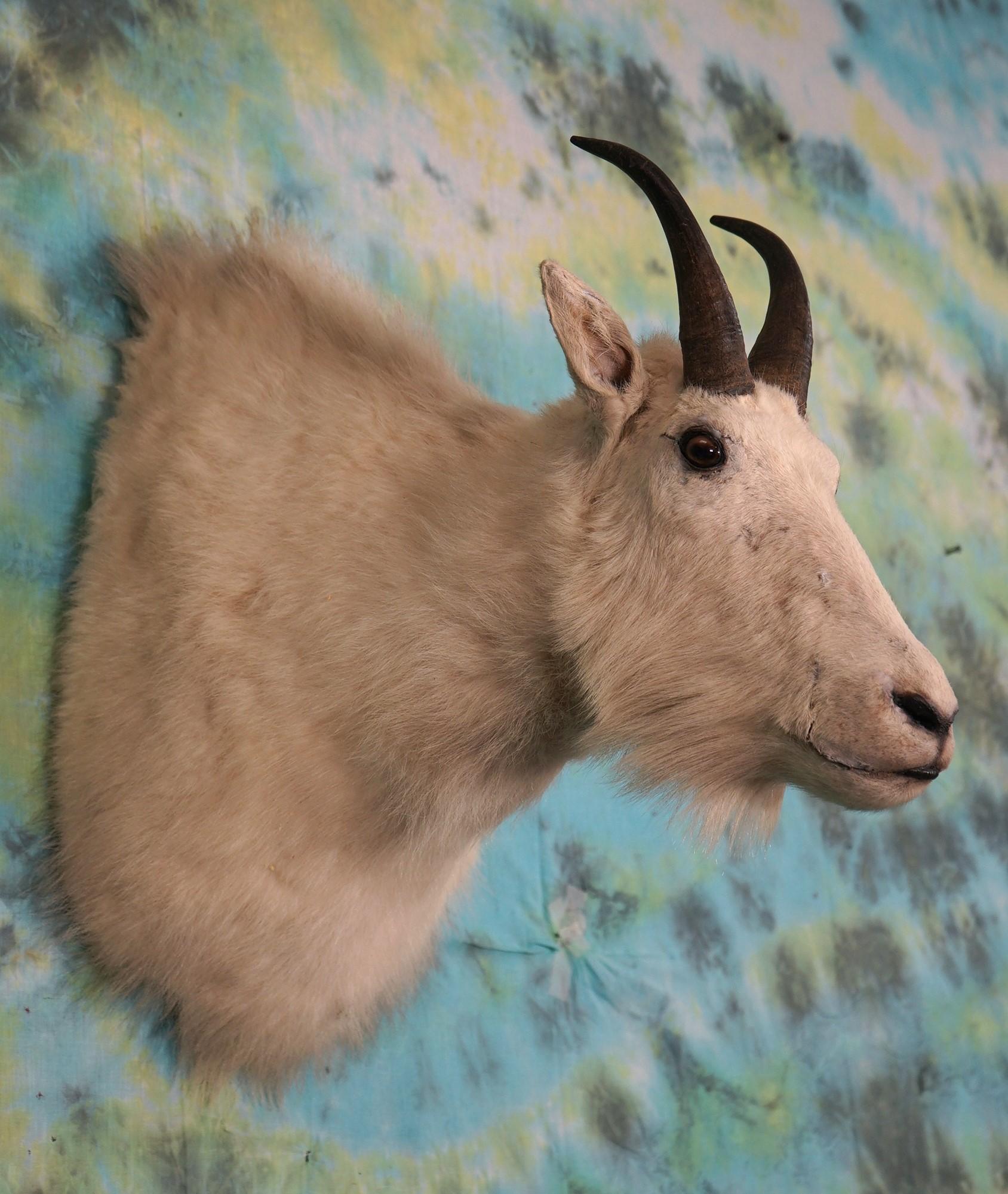 Rocky Mountain Goat Shoulder Mount Taxidermy