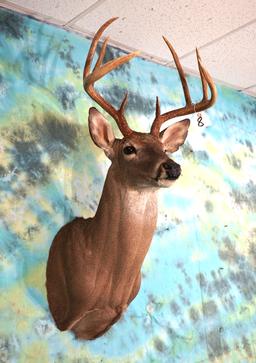 8pt. North Texas Whitetail Deer Shoulder Mount Taxidermy