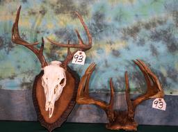 Whitetail Deer Skull on Panel with Extra Whitetail Deer Rack Taxidermy