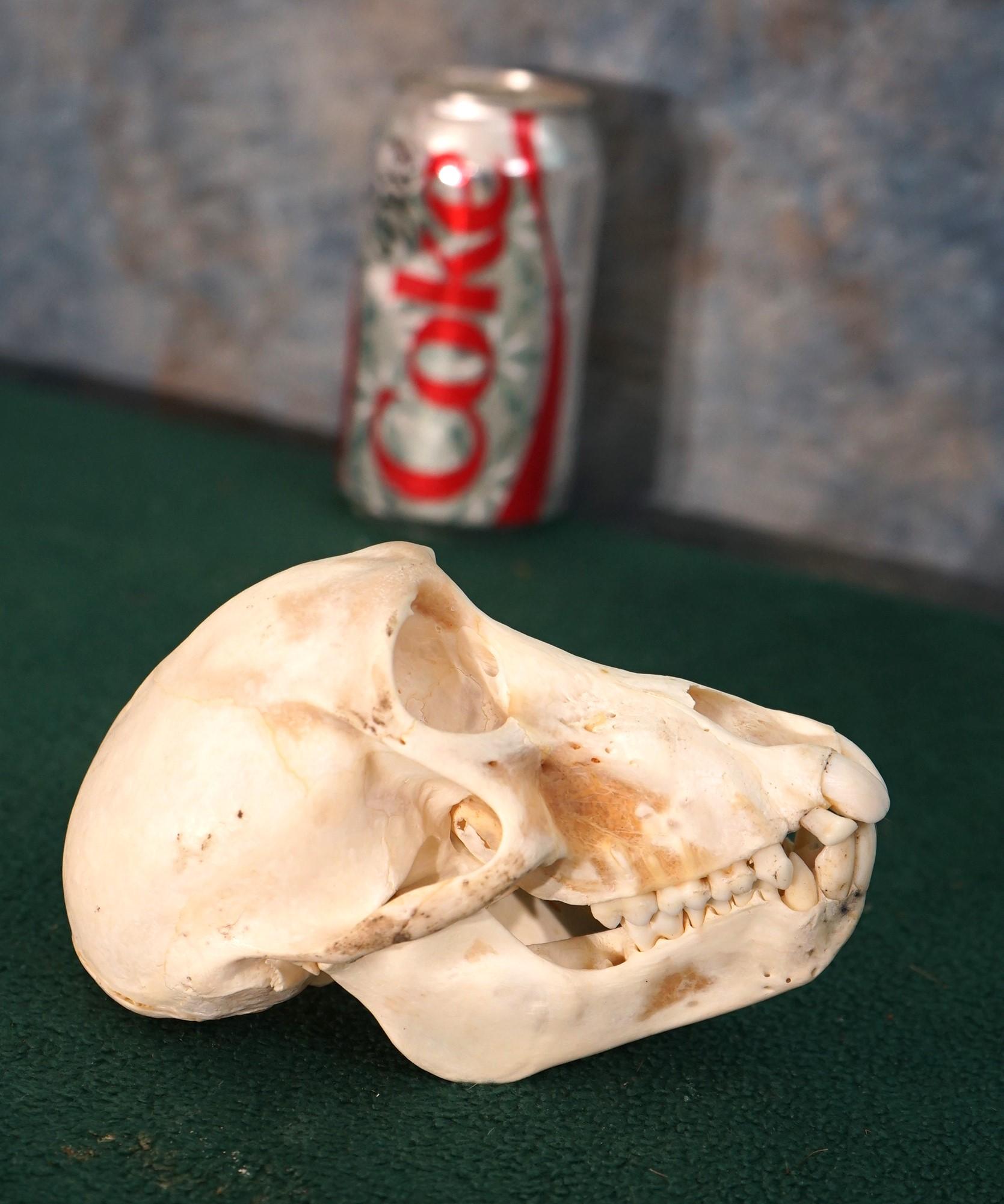 Complete Patas Monkey Skull Taxidermy