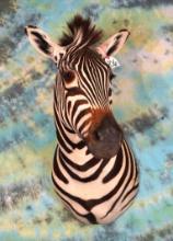 African Zebra Shoulder Taxidermy Mount