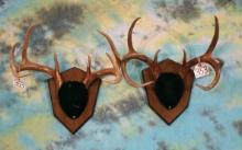 Pair of Texas Whitetail Deer Antlers on Plaques Taxidermy
