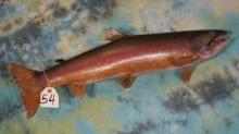 Beautiful 28" Real Skin Rainbow Trout Taxidermy Fish Mount