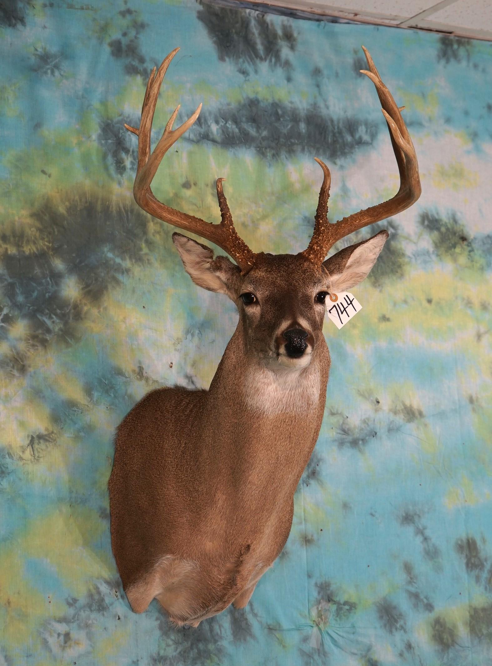 11pt. Texas Whitetail Deer Shoulder Taxidermy Mount