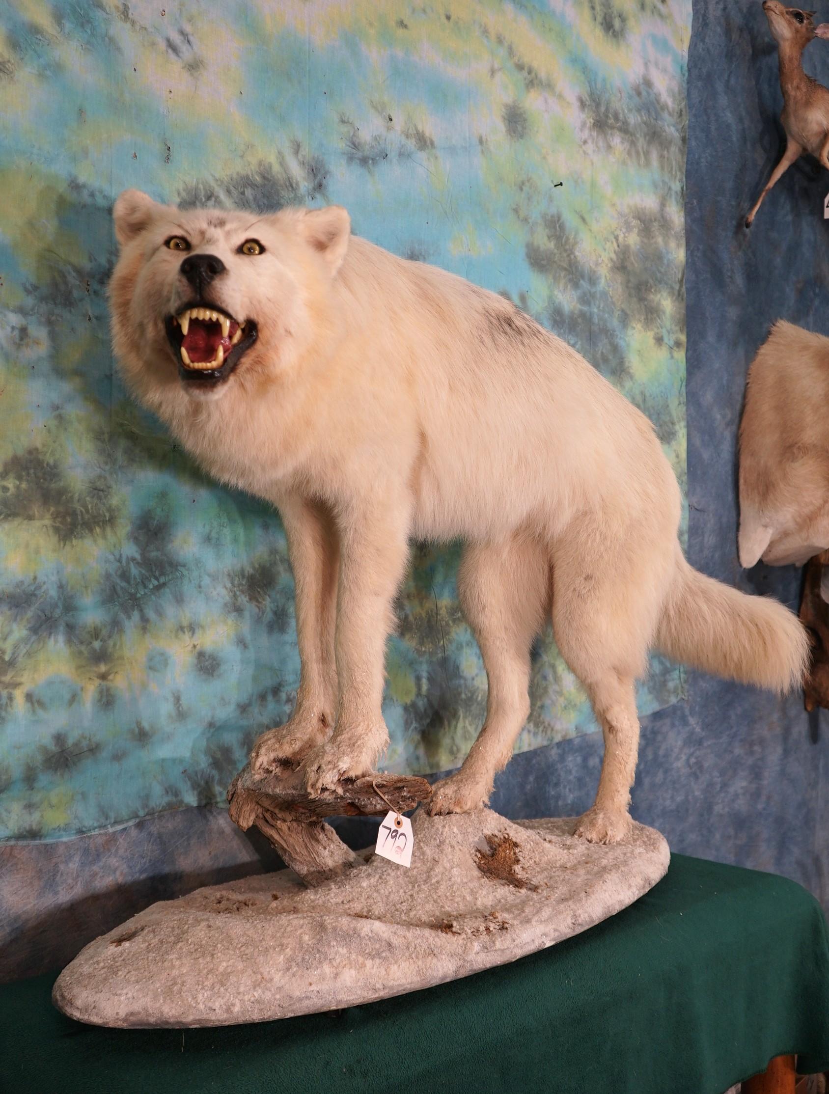 Timber Wolf in Habitat Full Body Taxidermy Mount