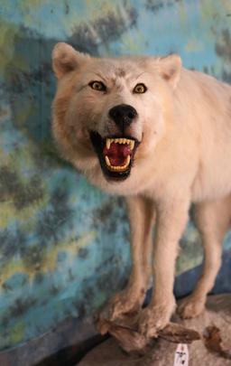 Timber Wolf in Habitat Full Body Taxidermy Mount