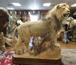 Exceptional Trophy African Lion Full Body Taxidermy Mount in Natural Habitat **Texas Residents Only!