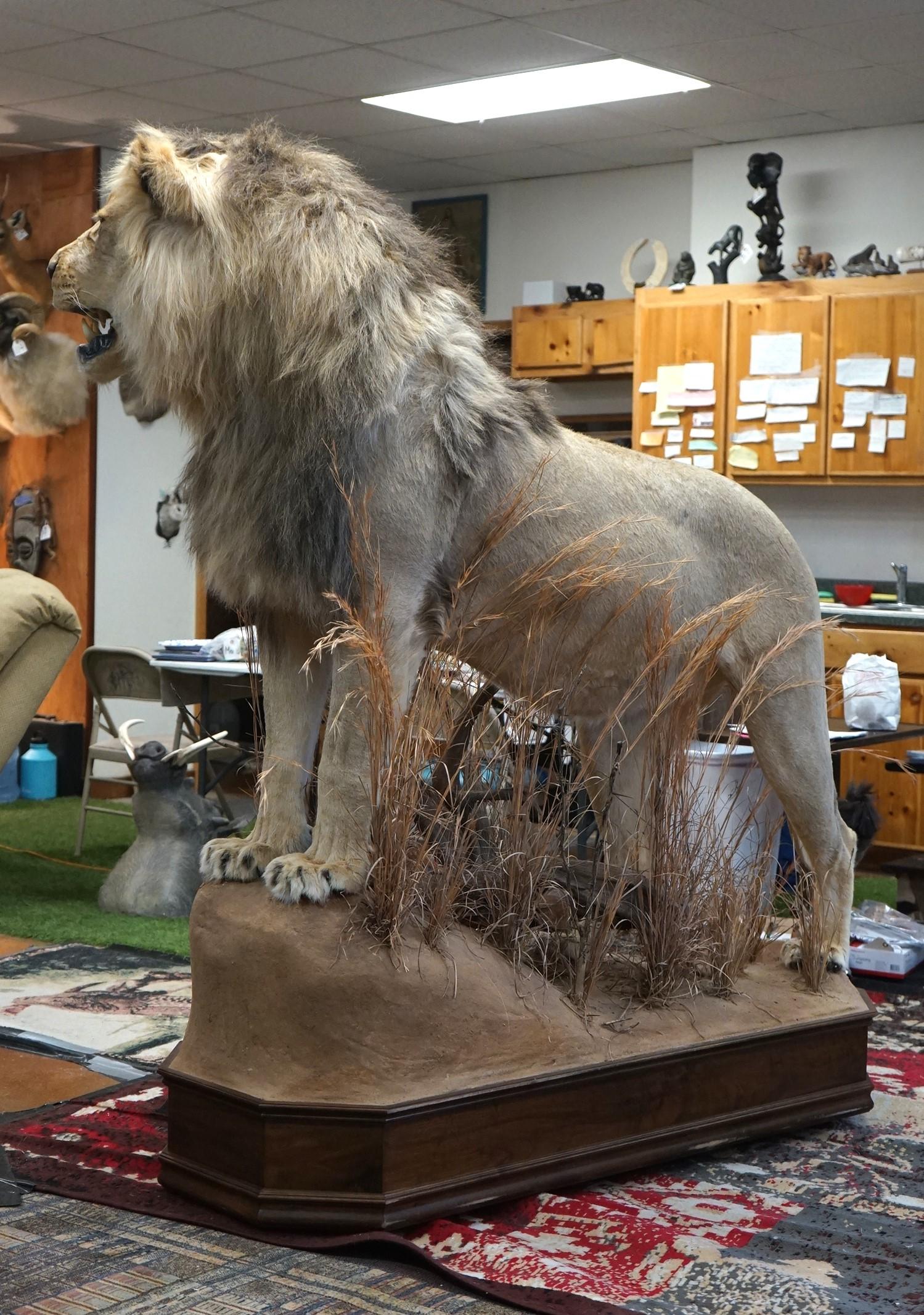 Exceptional Trophy African Lion Full Body Taxidermy Mount in Natural Habitat **Texas Residents Only!