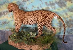 African Leopard Full Body in Habitat Taxidermy Mount **Texas Residents Only!**