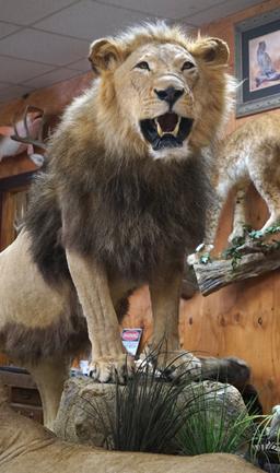 Pair of African Lions Full Body Taxidermy Mounts in Natural Habitat **Texas Residents Only!**