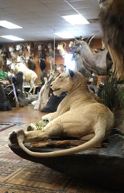 Pair of African Lions Full Body Taxidermy Mounts in Natural Habitat **Texas Residents Only!**