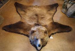 Beautiful Interior Grizzly Bear Rug Taxidermy Mount