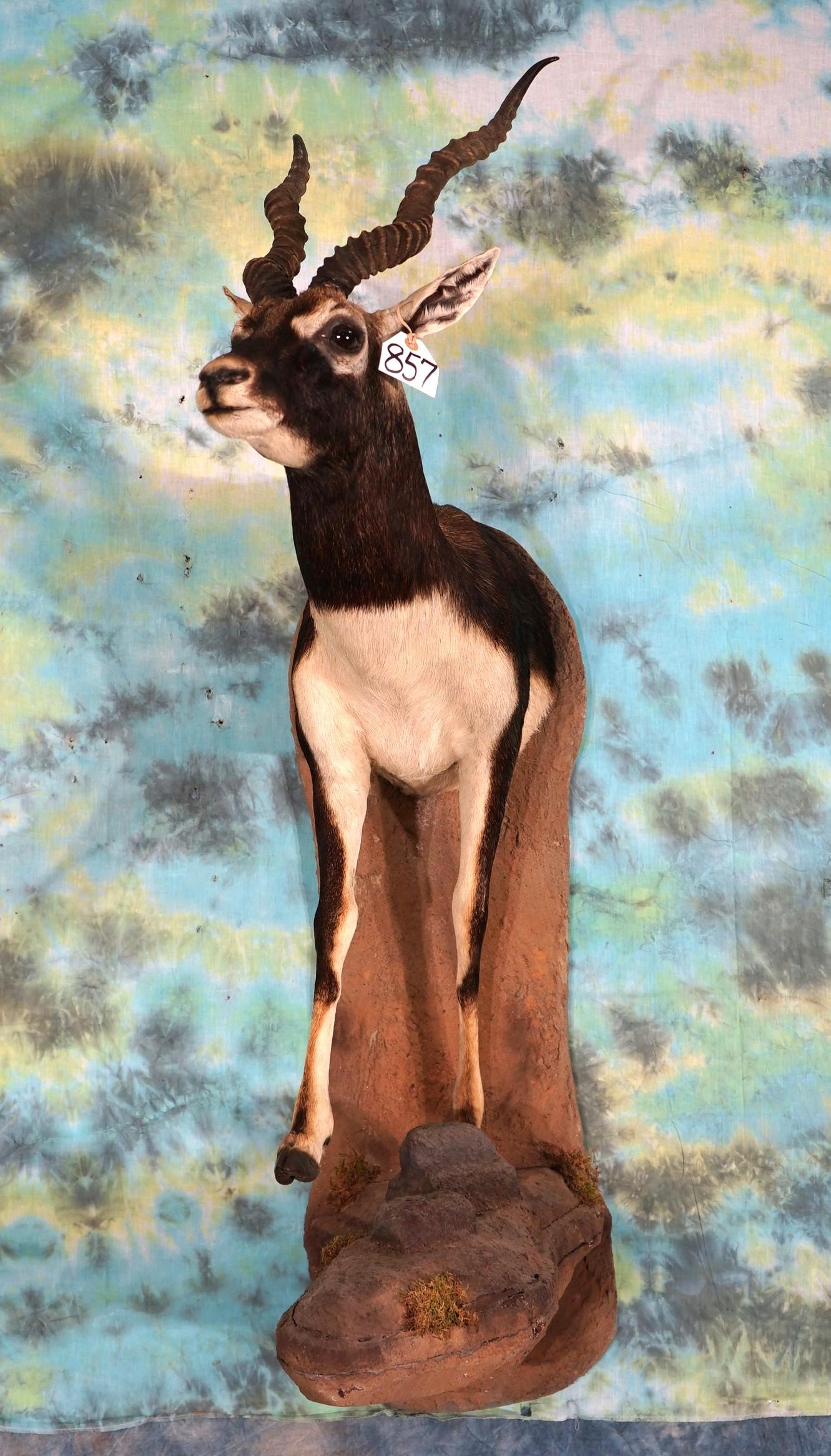 Half Body Black Antelope Taxidermy Mount