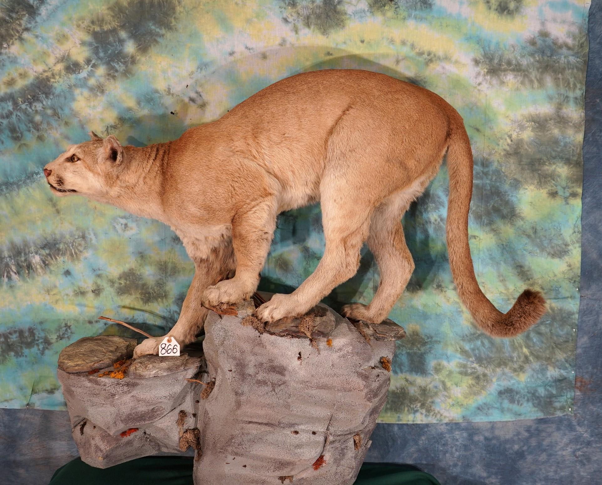 Mountain Lion Full Body Taxidermy Wall Mount