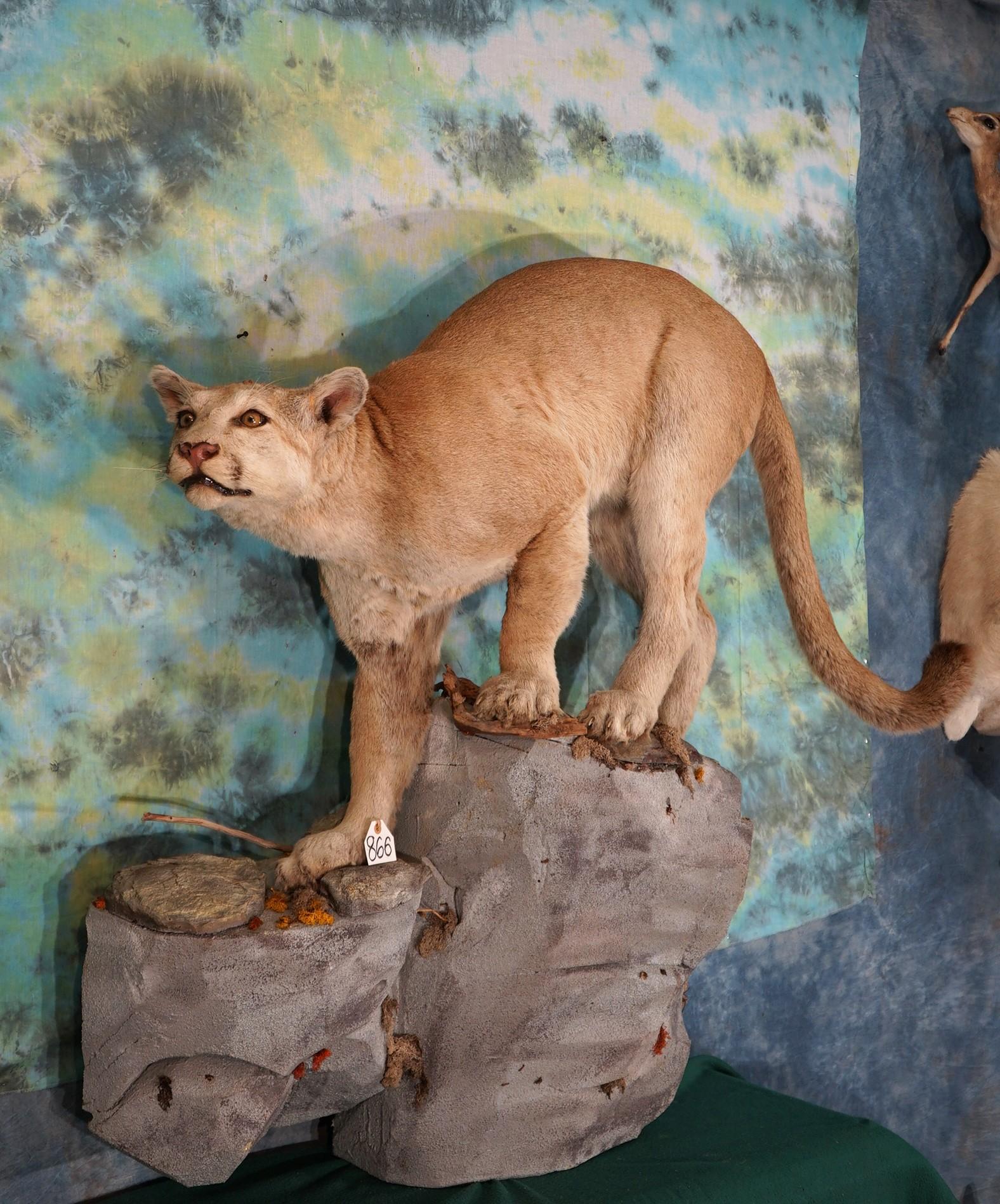 Mountain Lion Full Body Taxidermy Wall Mount