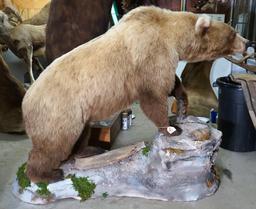 Full Body Walking Alaskan Brown Bear in Habitat Taxidermy Mount