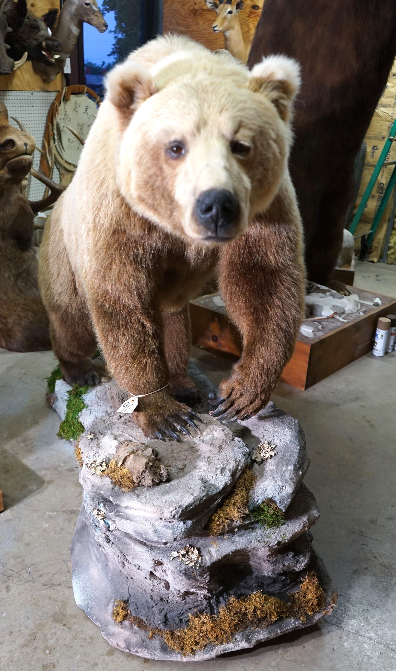 Full Body Walking Alaskan Brown Bear in Habitat Taxidermy Mount