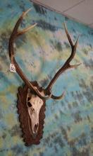 Red Stag Skull on European Style Panel Taxidermy